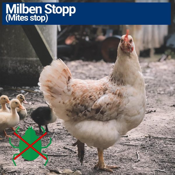 1000ml Milbenspray für Geflügel wie Hühner & Vögel - Sofort & Langfristig gegen Parasiten, bei Akut & Vorbeugung - Image 4